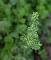 Wild Oregano growing in mountain. Green herb Oregano plant. Copy space for text. 