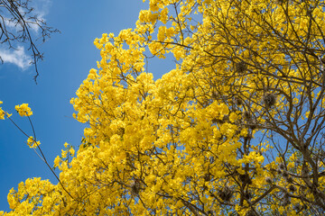 Kibrahacha Yellow flowers in full bloom - Curacao 