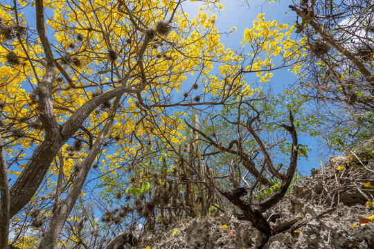 Kibrahacha Yellow flowers in full bloom - Curacao 