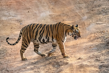 Obraz na płótnie Canvas A tiger walking in the forest in India, Madhya Pradesh 