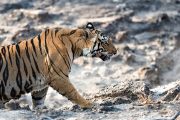 Fototapeta premium A tiger walking in the forest in India, Madhya Pradesh 