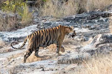 Fototapeta na wymiar A tiger walking in the forest in India, Madhya Pradesh 