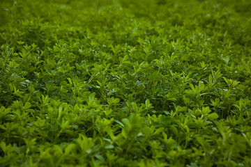 Lucerne field for animal food production