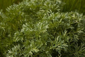 Wormwood plant leaves, Artemisia background
