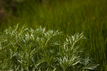 Wormwood plant leaves, Artemisia background - obrazy, fototapety, plakaty