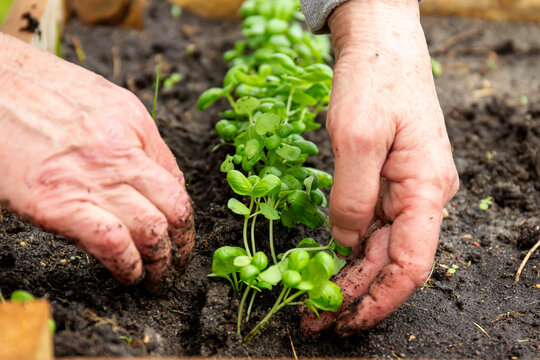 Grandma plants basil sprouts in the ground in the spring.
