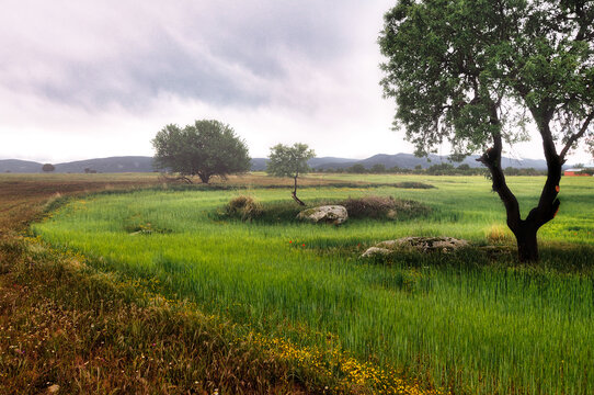 Día Nublado En La Huerta 2 (con Granulado)