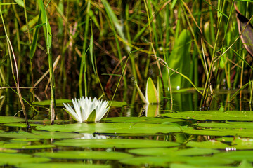 White water lily with lily pads in a small pond