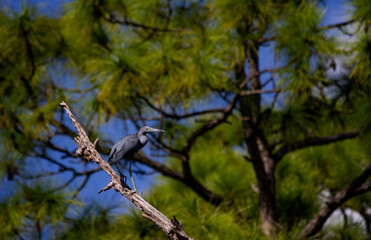 Little blue heron perched on a dead tree