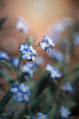 Niebieskie kwiaty polnej niezapominajki. Sezon wiosenny w ogrodzie.  - obrazy, fototapety, plakaty