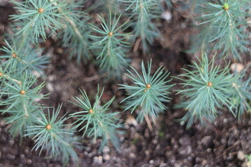 Small green pine seedlings reach for the sun top view background
