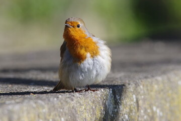 robin on a wall