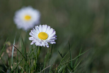 deux p&acirc;querettes