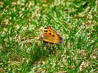 a beautiful butterfly sits in the green grass on a summer day