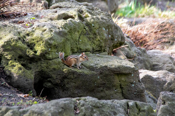 A cute chipmunk poses and stares into the distance as it runs around a rocky early-spring garden in High Park in Toronto, Ontario.