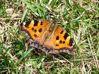 a beautiful butterfly sits in the green grass on a summer day