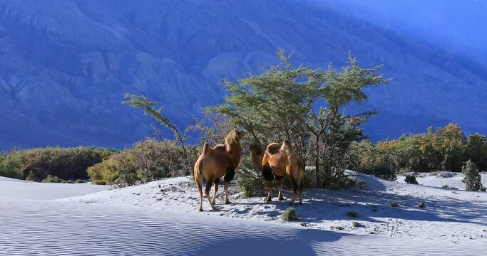 Mountain desert in Ladakh. Camels eat tree fruits in Nubra Valley, Himalaya, northern India