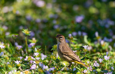 Palm warbler in Jonathan Dickinson State Park