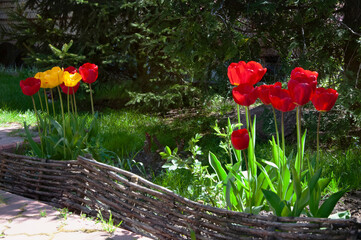 Red and yellow tulips in the garden close up