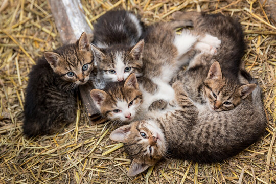 Five cute kittens lying together on a hay.
