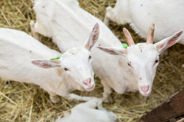 Fototapeta premium Young goats eating hay in a stable.