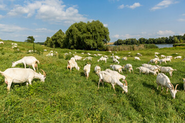 Fototapeta na wymiar Herd of farm goats on a pasture.