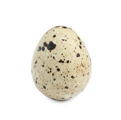 Naklejka na ściany i meble One beautiful quail egg isolated on white