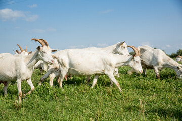 Obraz premium Herd of farm goats on a pasture.