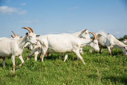 Herd of farm goats  on a pasture.
