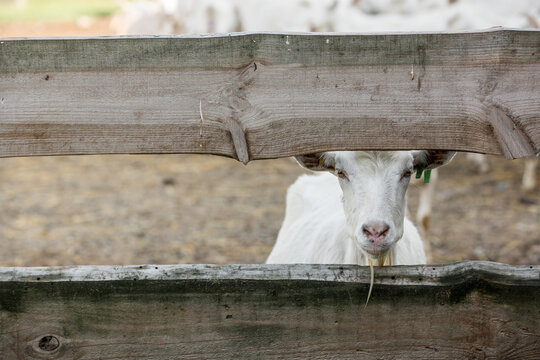 Portrait of a goat in a stable looking into the camera.