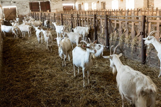 Herd of milk goats in a stable.