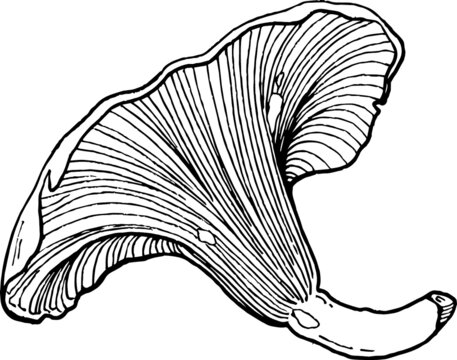 vector graphic image of mushroom camelina in sketch style black and white graphics