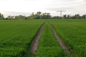 Fototapeta na wymiar agricultural field with tractor tracks