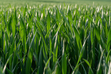 green grass in the wind background