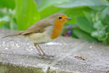 robin on a wall