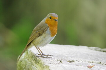 robin on a wall