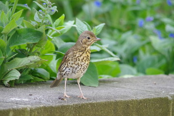 Male Thrush on a Wall