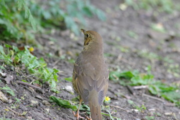 Male Thrush 