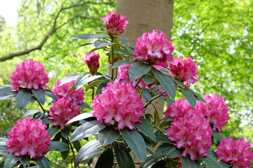 Rhododendron 'Elsie Watson' in flower