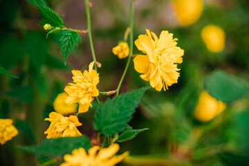 Yellow flowers in the garden. Juicy green leaves. Natural background.