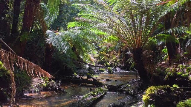 Tranquil nature of fern forest in Otways, Australia. Water stream in jungle