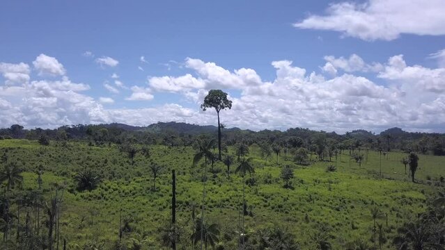 Aerial view of Amazon rainforest deforestation, forest turned into cattle pasture in farm Brazil nut tree Bertholletia excelsa remains in meadow. 4K. Concept of ecology, environment, climate change.