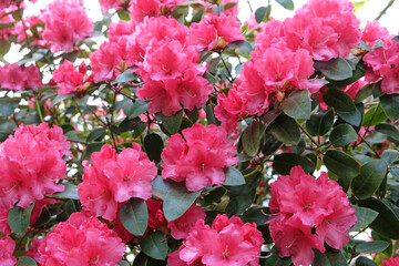 Pink Rhododendron ÔWilgen's SurpriseÕ in flower