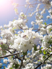 A bee collects pollen from the flowers of a tree, a sun glare on the flowers of a tree.
