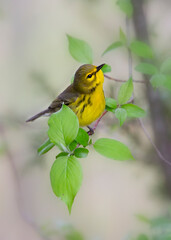 Prairie warbler