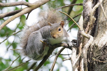 squirrel on a tree