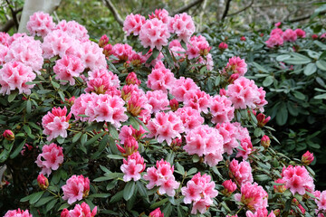 Pink and white Rhododendron 'Hydon Dawn' in flower