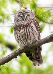 Barred owl