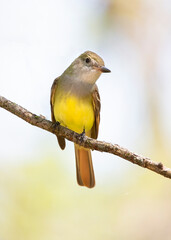 Great crested flycatcher