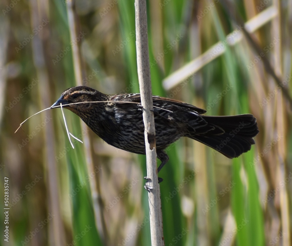 Wall mural female red winged blackbird